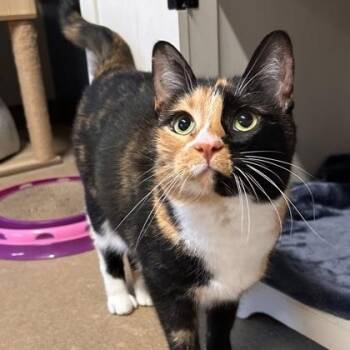 Lucy -  Domestic Short Hair Cat for Adoption in The Colony, Texas - Lucy | PetCurious