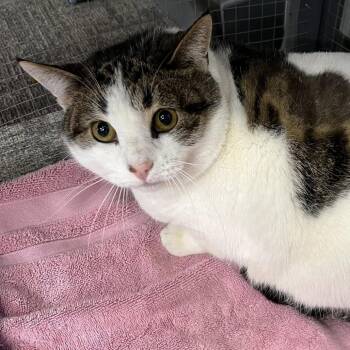 Daisy -  Domestic Short Hair Cat for Adoption in Buffalo, New York - Daisy | PetCurious