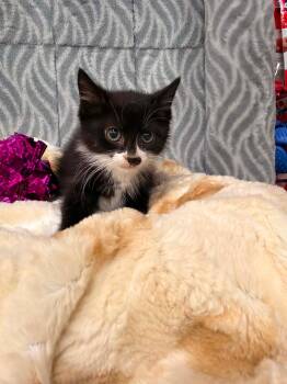 Junior -  Domestic Short Hair Cat for Adoption in Mechanicsburg, Pennsylvania - Junior | PetCurious