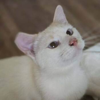 Georgie Boy -  Siamese Cat for Adoption in Agoura Hills, California - Georgie Boy | PetCurious
