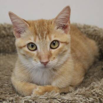 Domestic Short Hair Cats Available for Adoption - Garfield | PetCurious