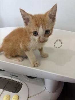 Morocco -  Domestic Short Hair Cat for Adoption in Cleveland, Tennessee - Morocco | PetCurious