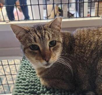 Rescue Tabby and Domestic Short Hair Cats for Adoption in Las Cruces, New Mexico - So Cheel | PetCurious