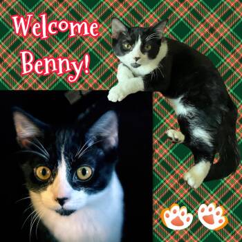 Rescue Tuxedo Cats for Adoption in Cincinnati, Ohio - Benny | PetCurious