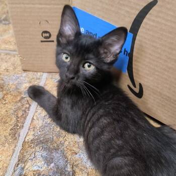 Rory -  Domestic Short Hair Cat for Adoption in Chandler, Arizona - Rory | PetCurious