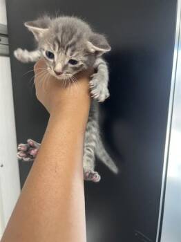 Domestic Short Hair Cats Available for Adoption in San Bernardino, California - TERIYAKI | PetCurious