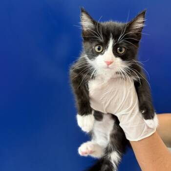 Joplin -  Domestic Short Hair Cat for Adoption in Grantsville, Utah - Joplin | PetCurious