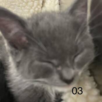 Ubu -  Domestic Medium Hair Cat for Adoption in Spokane, Washington - Ubu | PetCurious
