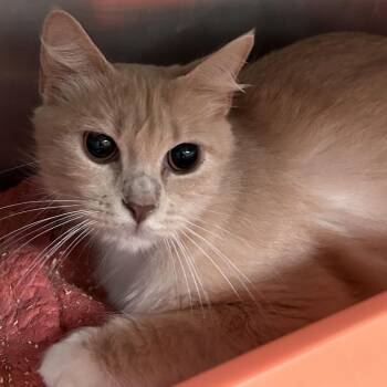 Domestic Medium Hair Cats Available for Adoption in Lakeland, Florida - Ms. Frizzle | PetCurious