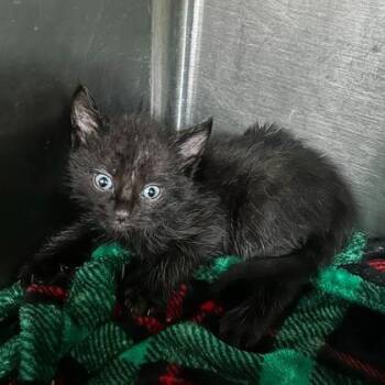 Pete Fundaroo -  Domestic Short Hair and Mixed Breed Cat for Adoption in Spruce Pine, North Carolina - Pete Fundaroo | PetCurious