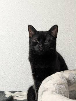 Gremlin -  Domestic Short Hair Cat for Adoption in Grand Junction, Colorado - Gremlin | PetCurious