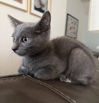 Macaron -  Russian Blue and Domestic Short Hair Cat for Adoption in Fort Worth, Texas - Macaron | PetCurious
