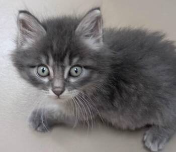 Ziggy -  Domestic Short Hair Cat for Adoption in Carthage, Illinois - Ziggy | PetCurious