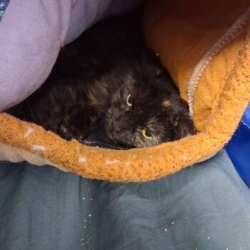 Tori -  Domestic Medium Hair Cat for Adoption in Kingman, Arizona - Tori | PetCurious