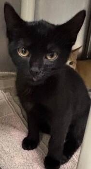 Rescue Domestic Short Hair Cats for Adoption in Allegan, Michigan - Jenkins | PetCurious
