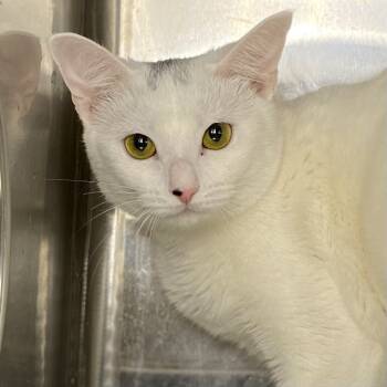 Rescue Domestic Short Hair Cats for Adoption in Palm Springs, California - Cleo | PetCurious