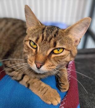 Aaron Burr -  Domestic Short Hair Cat for Adoption in Hamilton, Ohio - Aaron Burr | PetCurious
