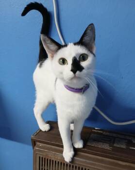 Rescue Domestic Short Hair Cats for Adoption in Melbourne, Arkansas - Sue | PetCurious