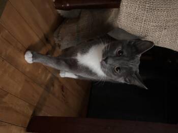 Rescue Domestic Short Hair Cats for Adoption in Jacksonville, Florida - Gracie Mae =^.^= | PetCurious