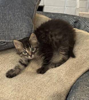 Domestic Long Hair and Domestic Short Hair Cats Available for Adoption in Fort Worth, Texas - Inky | PetCurious