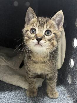 A574533 -  Domestic Short Hair Cat for Adoption - A574533 | PetCurious