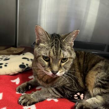 Domestic Short Hair Cats Available for Adoption in Oak Brook, Illinois - Baby Girl | PetCurious