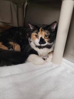 Punchy -  Domestic Short Hair Cat Available for Adoption in Montreal, Quebec - Punchy | PetCurious