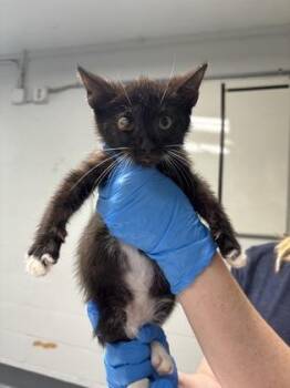 Goofy -  Domestic Short Hair Cat for Adoption in Daytona Beach, Florida - Goofy | PetCurious