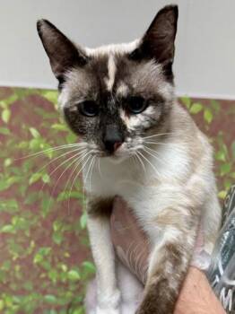 Enola -  Domestic Short Hair Cat for Adoption in San Antonio, Texas - Enola | PetCurious