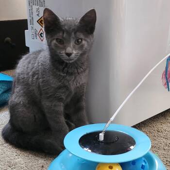 Rescue Domestic Short Hair Cats for Adoption in Butler, Pennsylvania - Eva | PetCurious