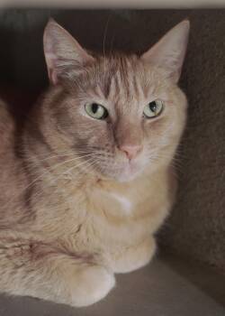 Gerald -  Domestic Short Hair Cat for Adoption in Boise, Idaho - Gerald | PetCurious