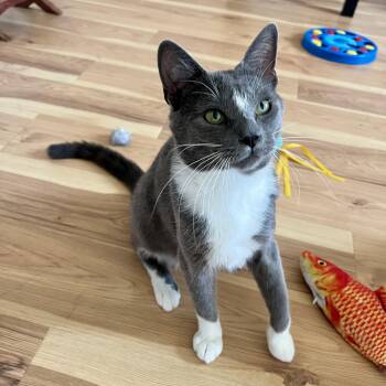 Rescue Domestic Short Hair Cats for Adoption in Chicago, Illinois - Gary | PetCurious