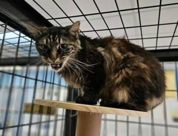 Rescue Domestic Long Hair Cats for Adoption in Claremont, New Hampshire - Puff | PetCurious