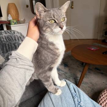 Mama Macedonia -  Domestic Short Hair Cat for Adoption - Mama Macedonia | PetCurious