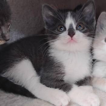 Domestic Short Hair Cats Available for Adoption in Decherd, Tennessee - Cody Rhodes | PetCurious