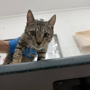 Domestic Short Hair Cats Available for Adoption in Edinburg, Texas - Big Boy | PetCurious