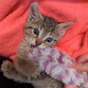 Domestic Short Hair Cats Available for Adoption in Hudsonville, Michigan - Pancake  | PetCurious