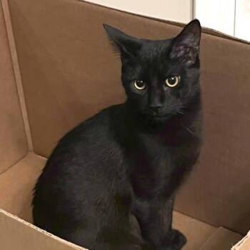 Domestic Short Hair Cats Available for Adoption - Marlon | PetCurious