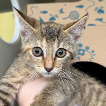 Yasmin -  Domestic Short Hair Cat for Adoption in West Olive, Michigan - Yasmin | PetCurious