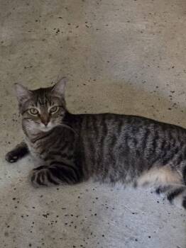 Rescue Domestic Short Hair Cats for Adoption in French Village, Missouri - Tommy | PetCurious