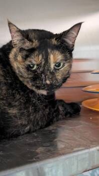 Dottie -  Domestic Short Hair Cat for Adoption in Papillion, Nebraska - Dottie | PetCurious