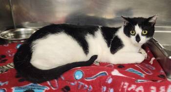 Domestic Short Hair Cats Available for Adoption in Clayton, New Jersey - Picasso | PetCurious