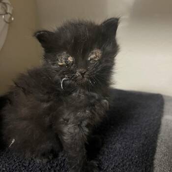 Domestic Medium Hair Cats Available for Adoption in Yuma, Arizona - Dutchman | PetCurious