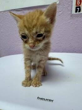 61355898 -  Domestic Short Hair Cat for Adoption in El Paso, Texas - 61355898 | PetCurious