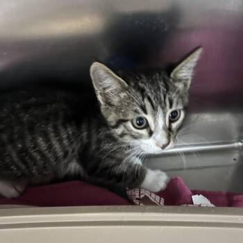Domestic Short Hair Cats Available for Adoption in Lakeland, Florida - The Train | PetCurious