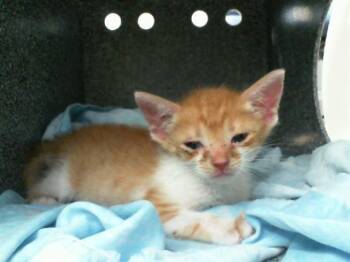 Rescue Domestic Short Hair Cats for Adoption in Dallas, Texas - POOH | PetCurious