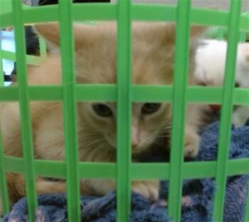 MORRIS -  Domestic Short Hair Cat for Adoption in Oklahoma City, Oklahoma - MORRIS | PetCurious