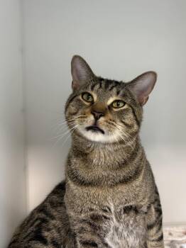 Domestic Short Hair Cats Available for Adoption in Delson, Quebec - Honey | PetCurious