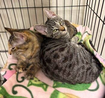 Natalie -  Tabby and Domestic Short Hair Cat for Adoption in Walnut Creek, California - Natalie | PetCurious