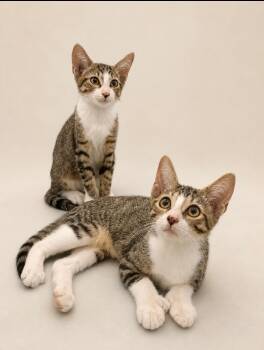 Mr. Leo & Mr. Remi BONDED -  Domestic Short Hair Cat for Adoption in Boca Raton, Florida - Mr. Leo & Mr. Remi BONDED | PetCurious